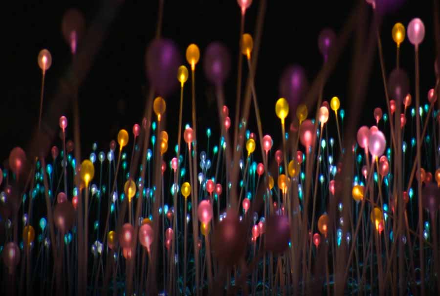 Watch a fantastic garden light show together